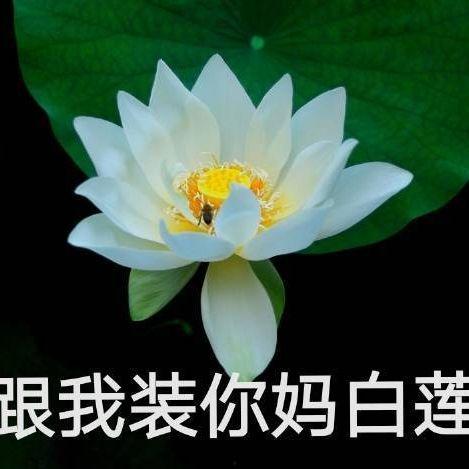 网红吃瓜古风,网红们的宫廷八卦盛宴