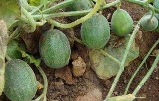 在线吃瓜网友,吃瓜群众揭秘娱乐圈幕后真相